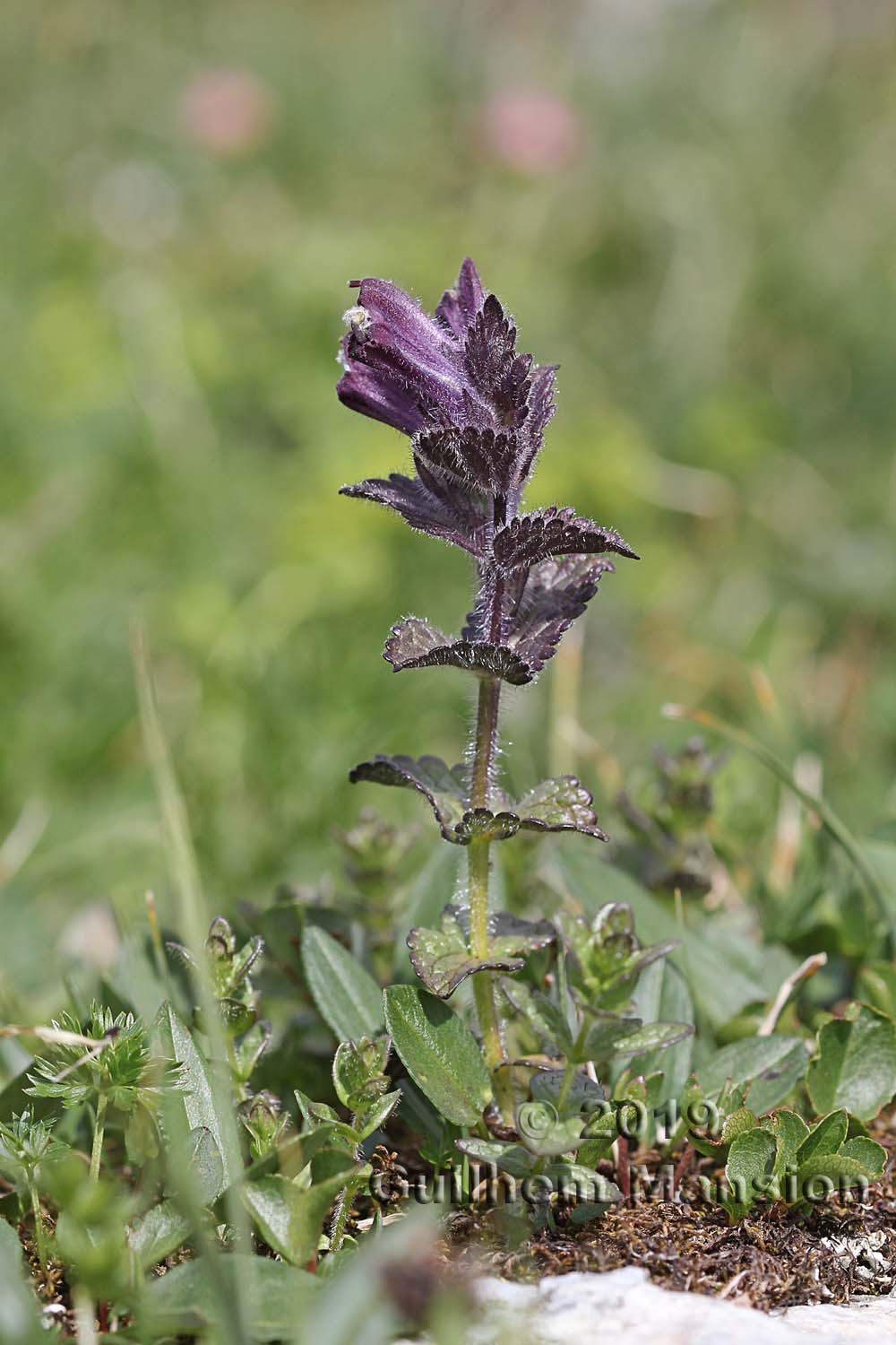 Bartsia alpina