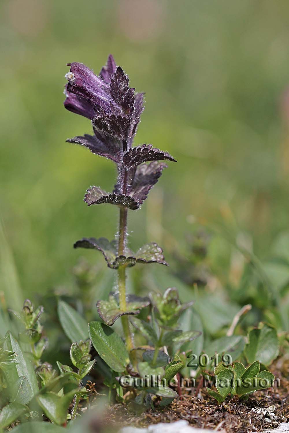 Bartsia alpina