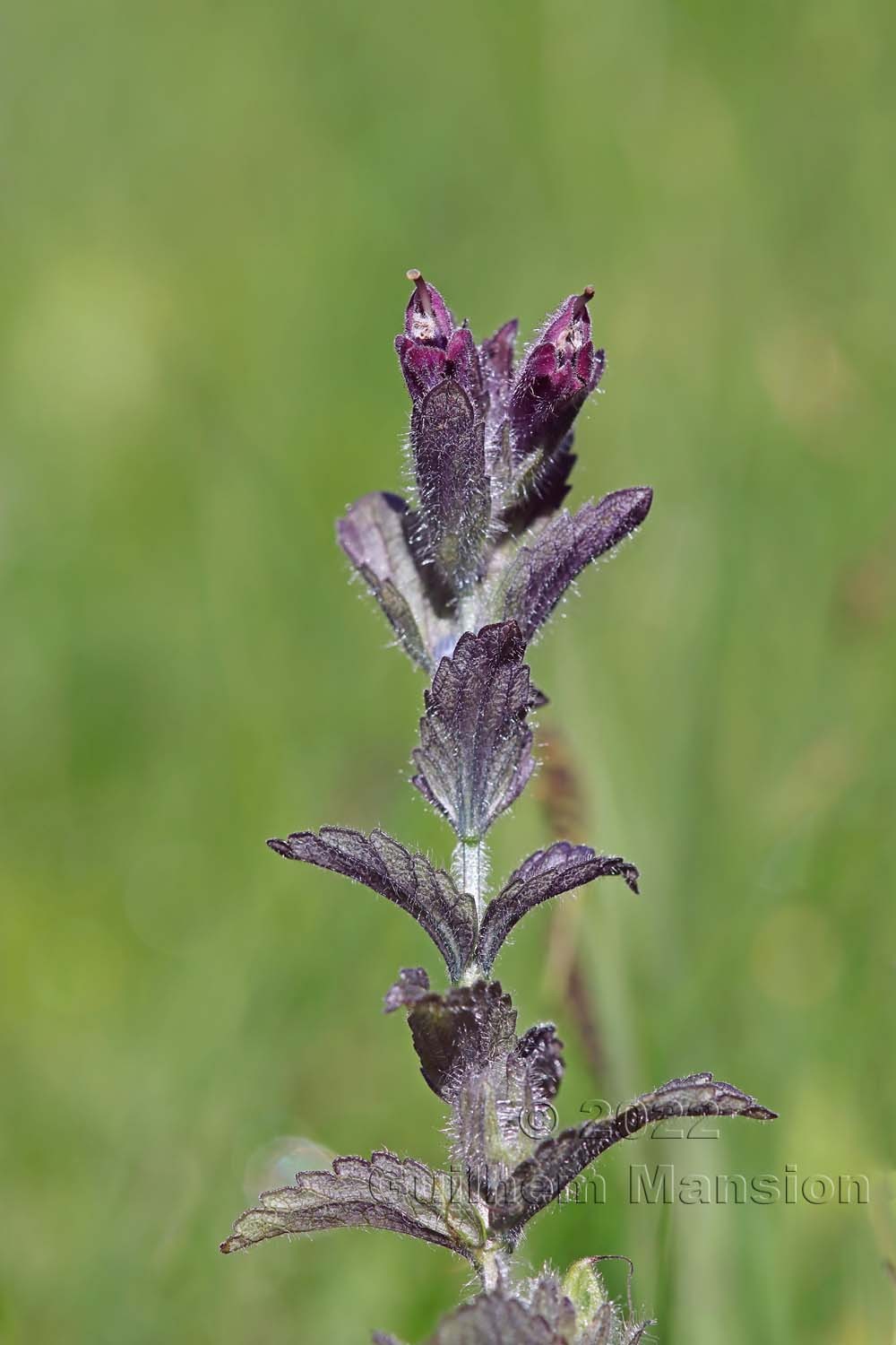 Bartsia alpina