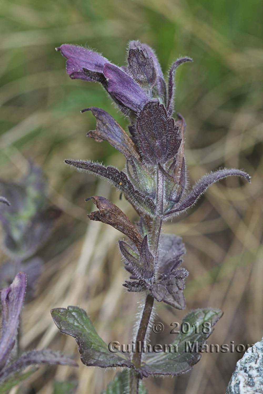 Bartsia alpina