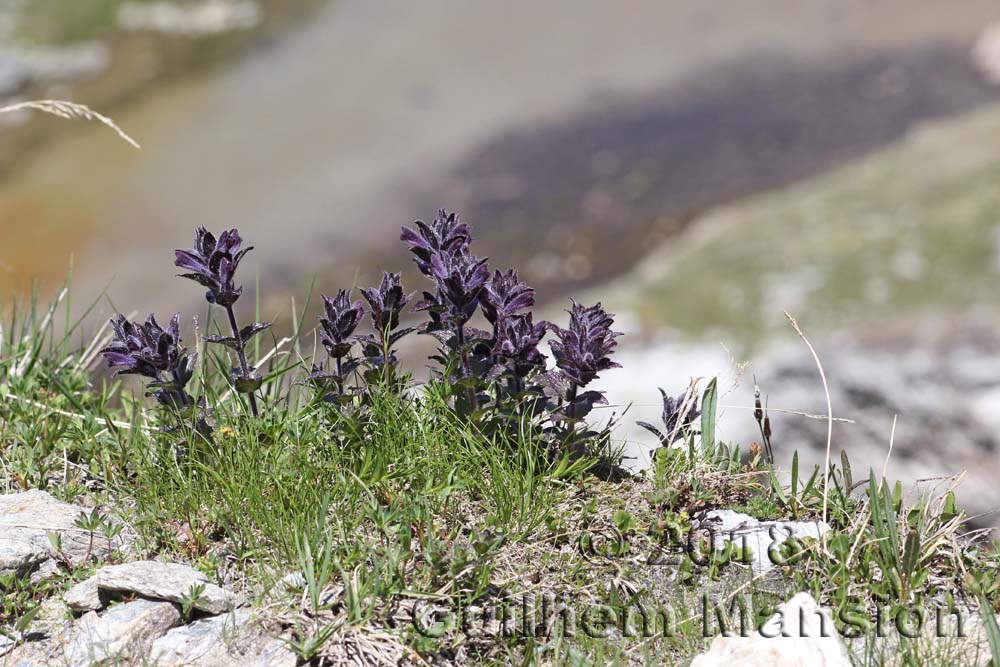 Bartsia alpina