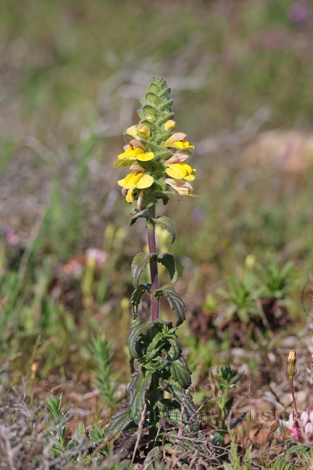 Bartsia trixago