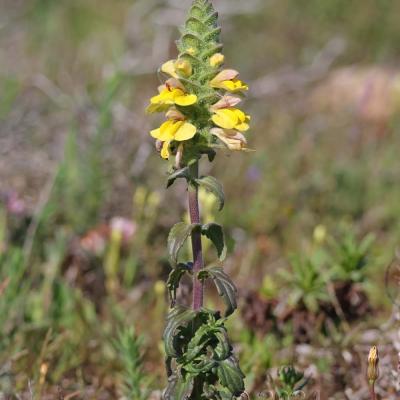 Bartsia trixago
