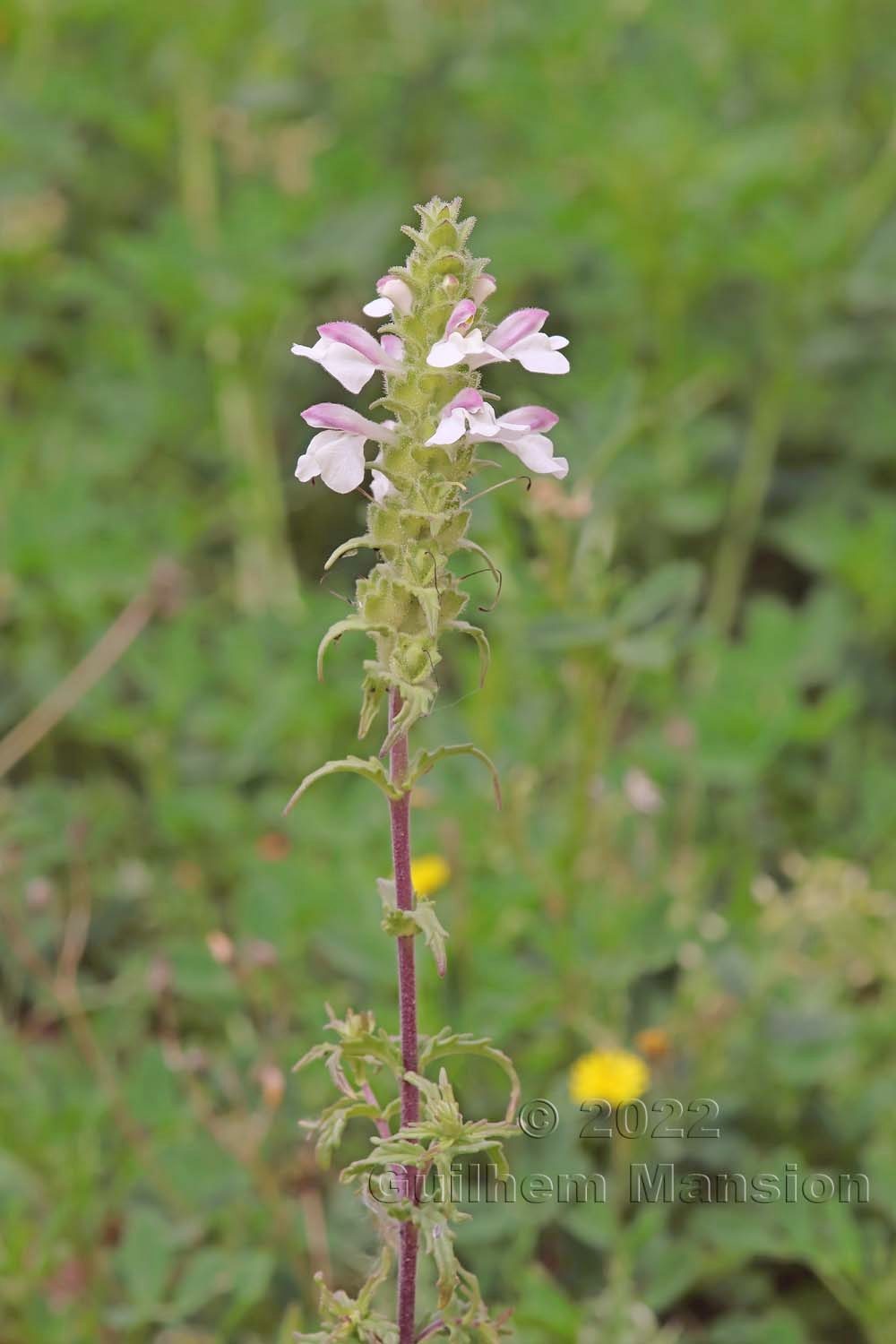 Bartsia trixago