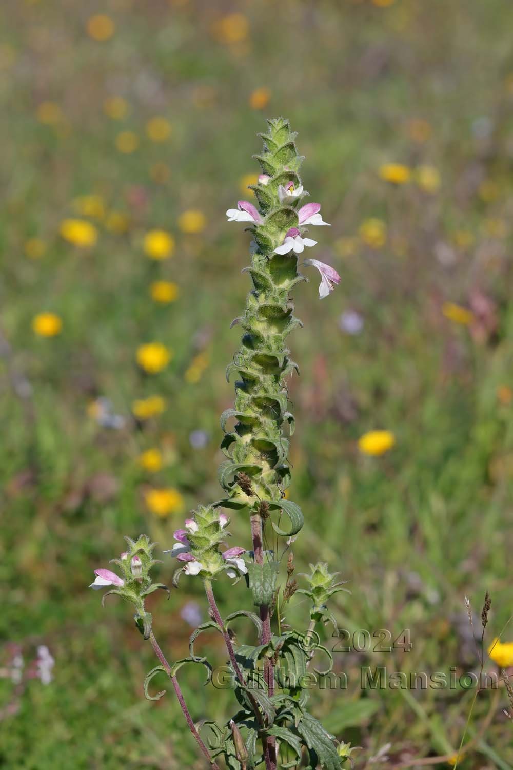 Bartsia trixago