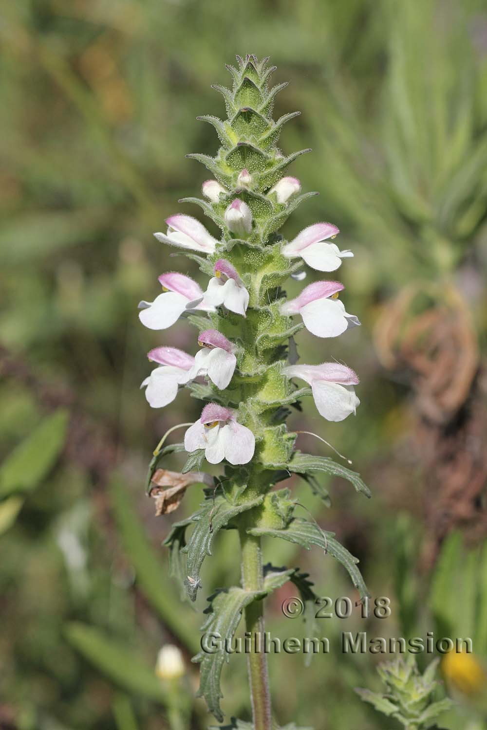 Bartsia trixago