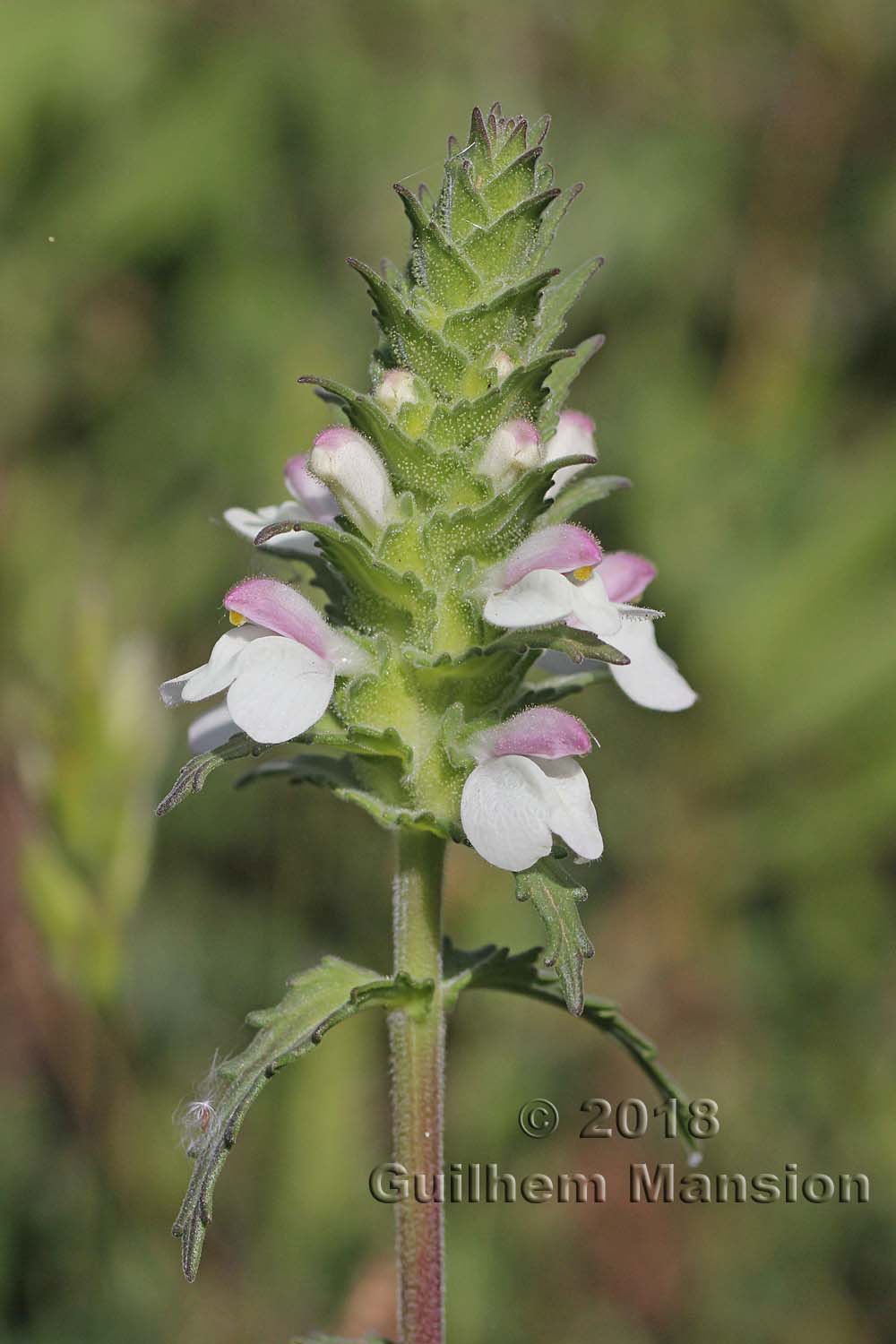 Bartsia trixago