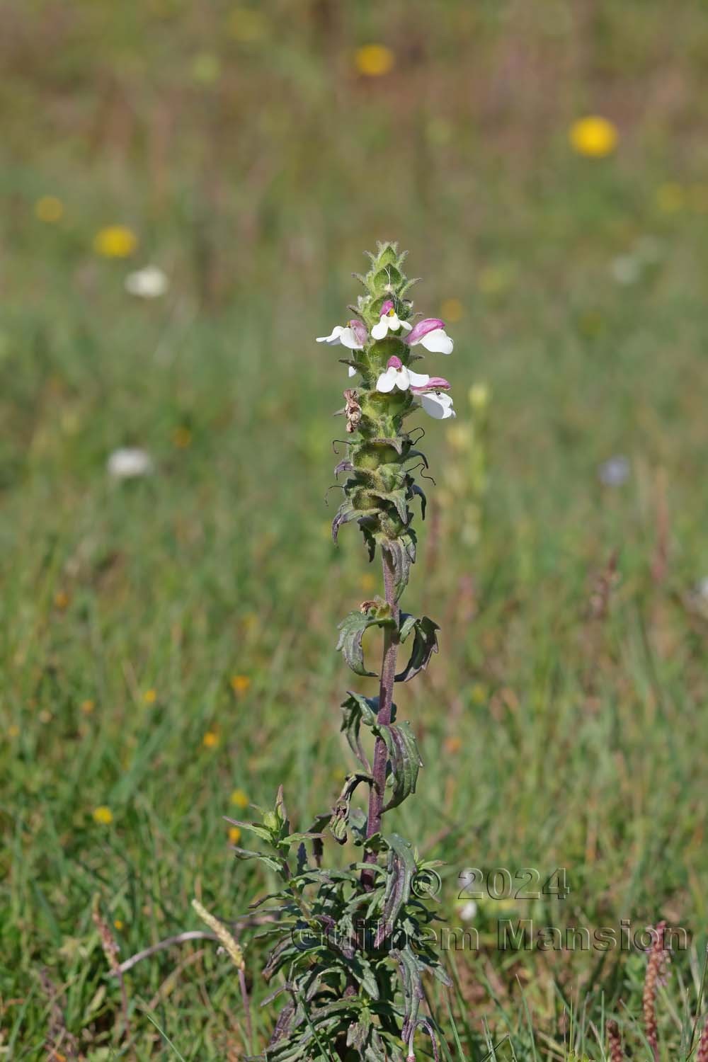 Bartsia trixago