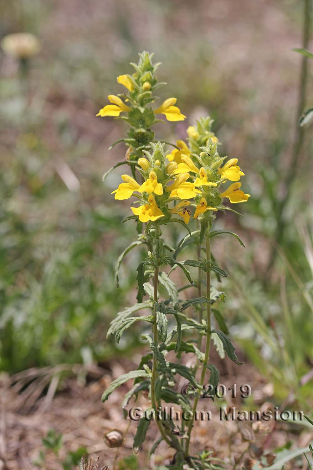 Bartsia trixago