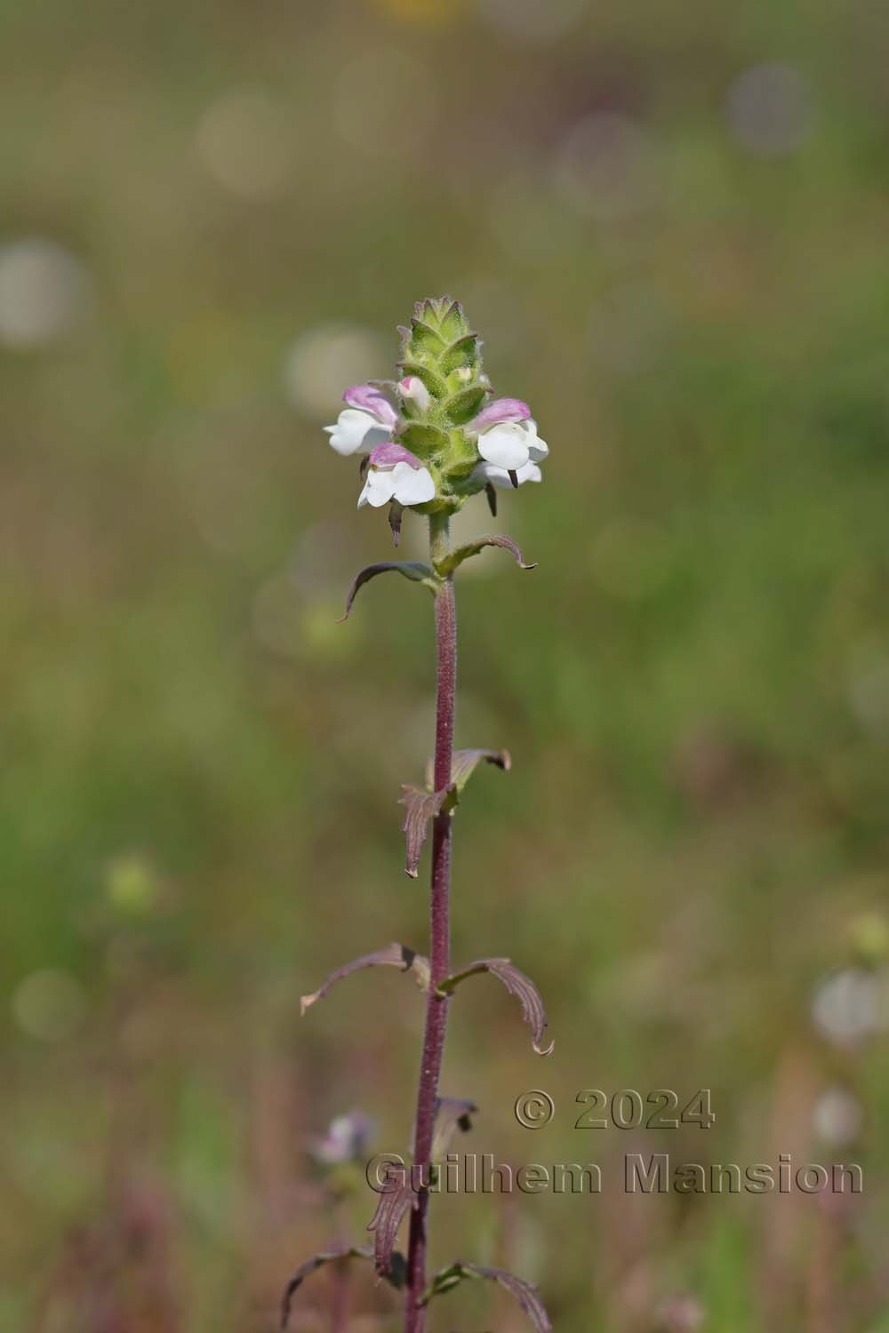 Bartsia trixago