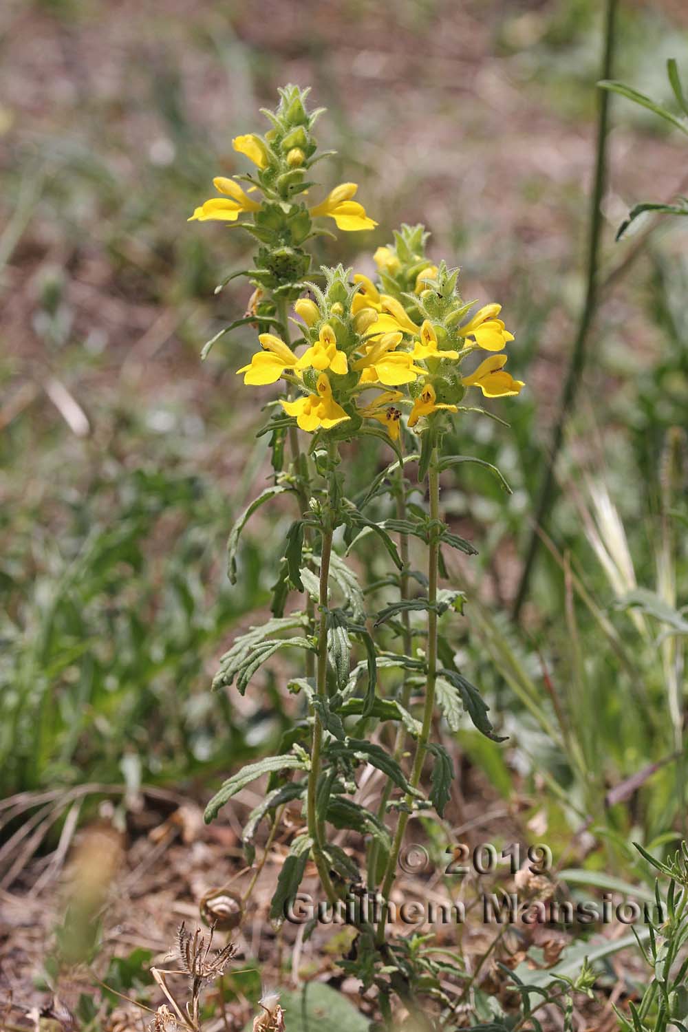 Bartsia trixago