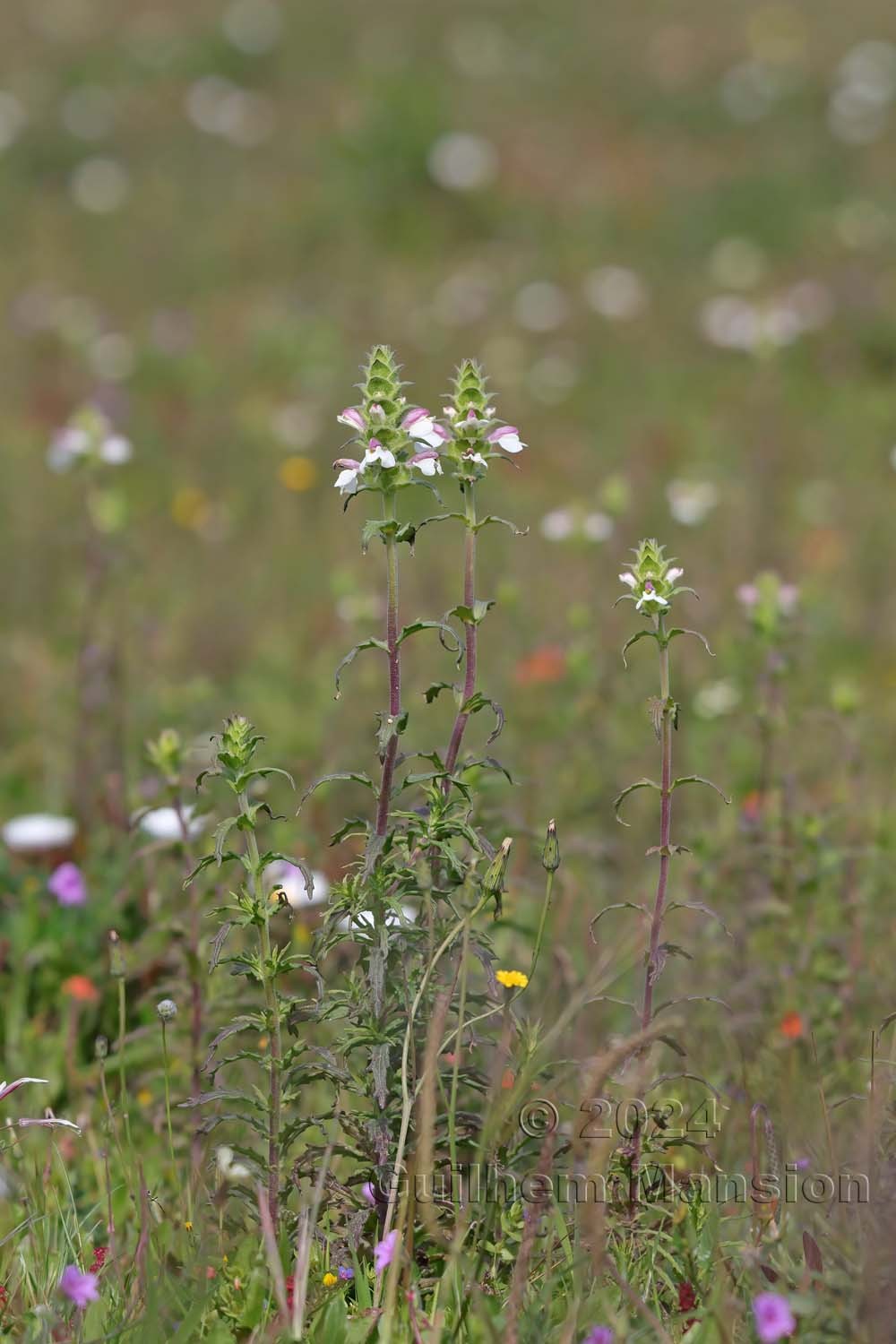 Bartsia trixago