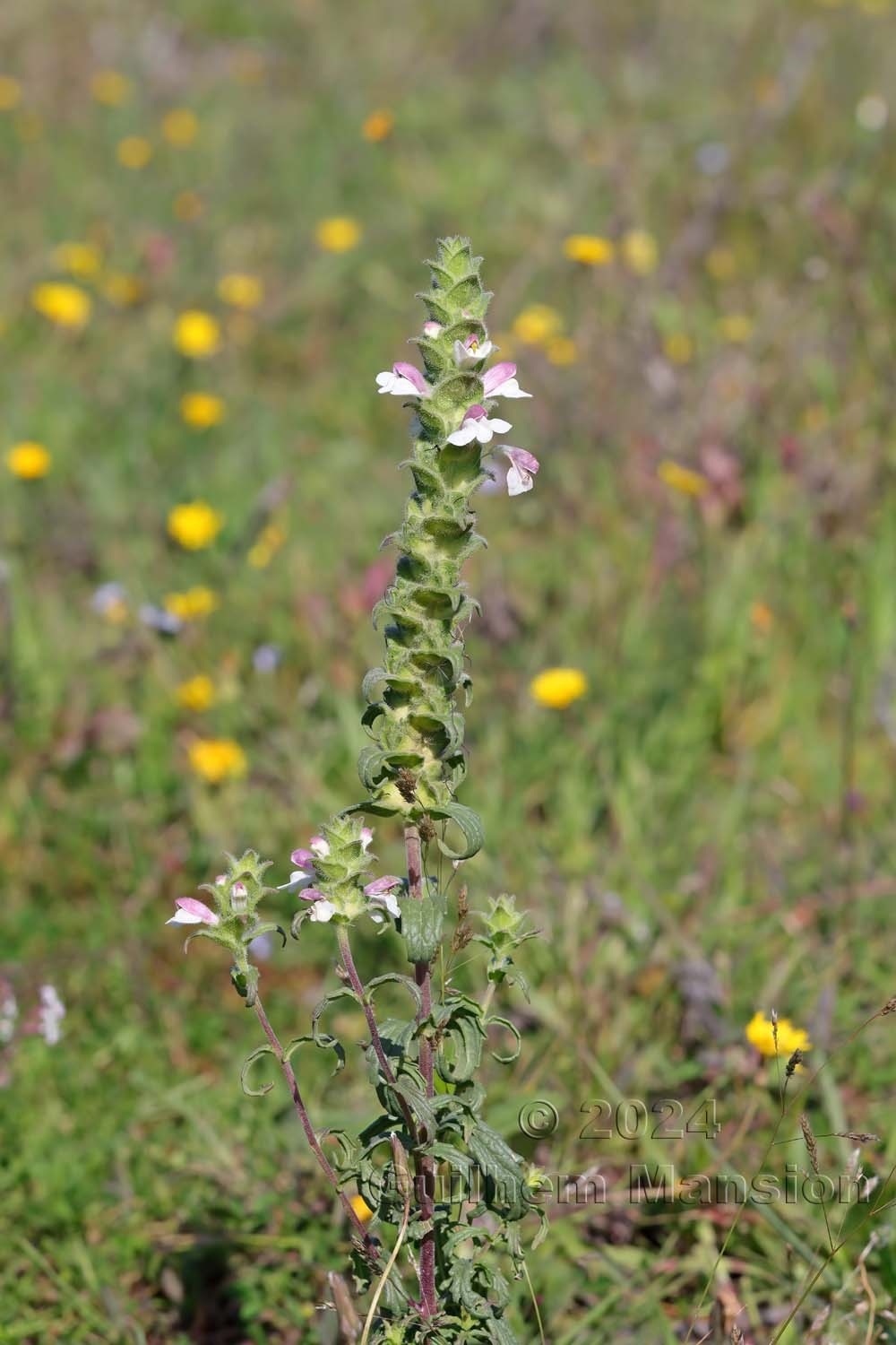 Bartsia trixago
