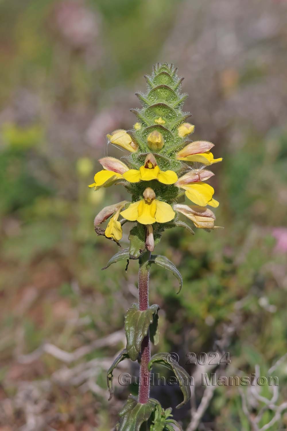 Bartsia trixago