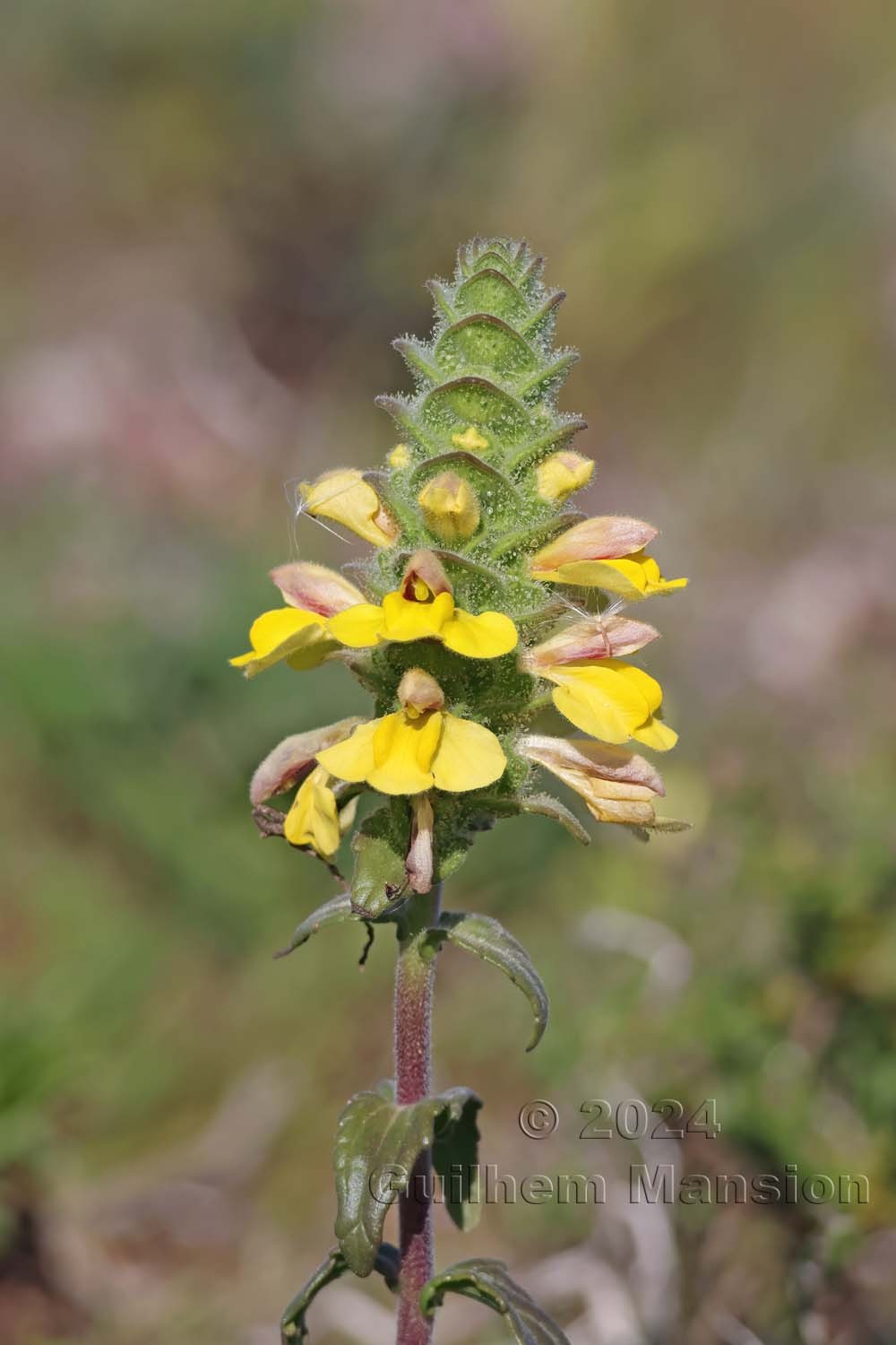 Bartsia trixago