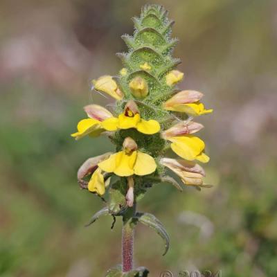 Bartsia trixago