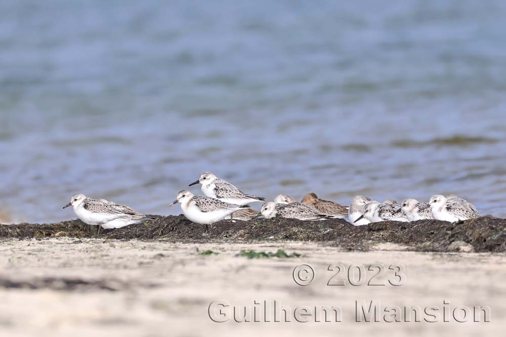 Calidris alba - Bécasseau sanderling