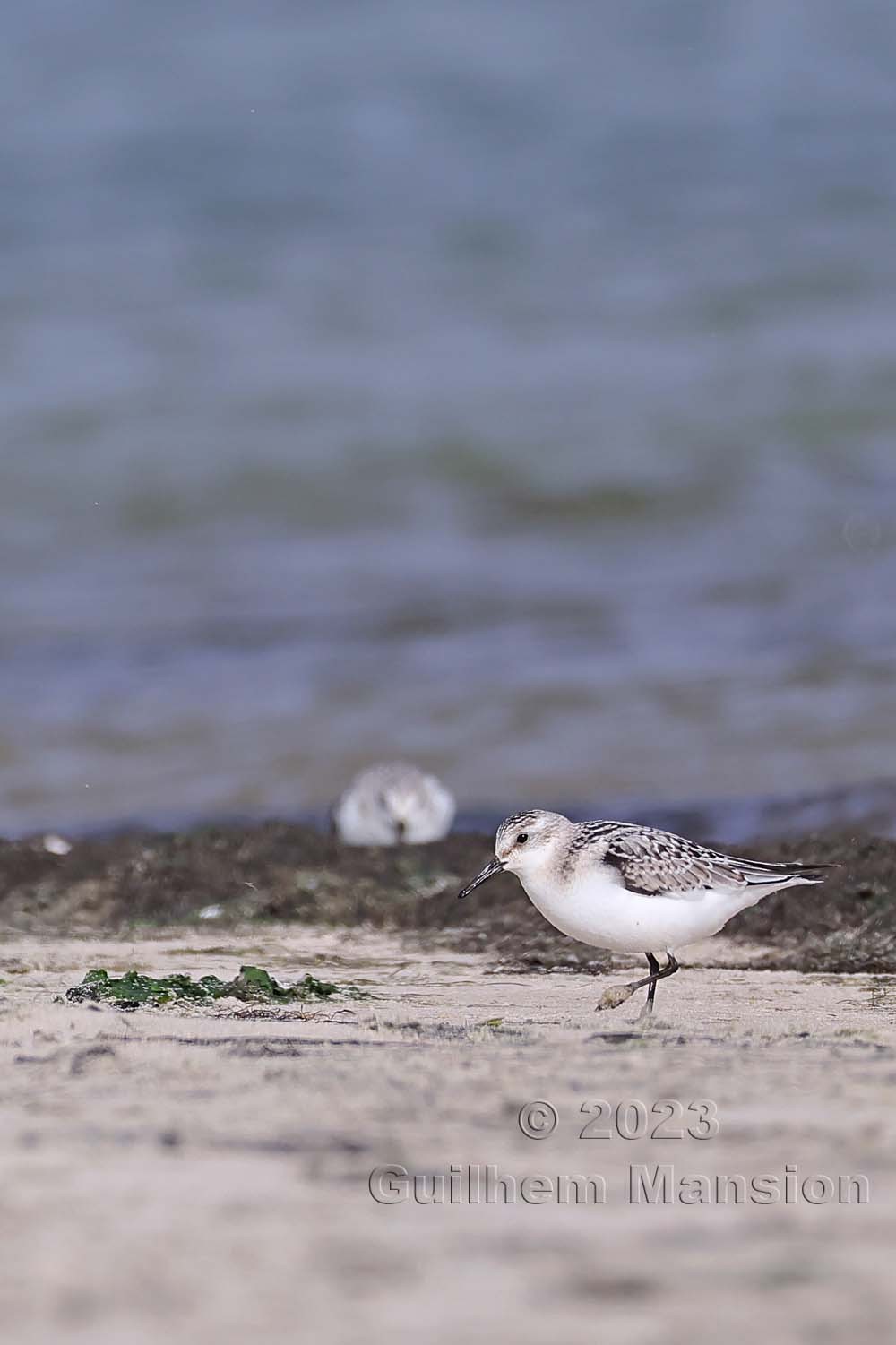 Calidris alba - Bécasseau sanderling