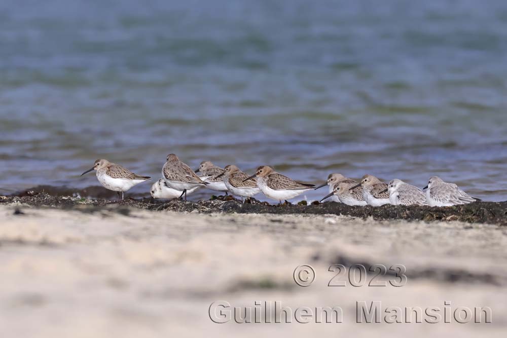 Calidris alpina - Bécasseau variable