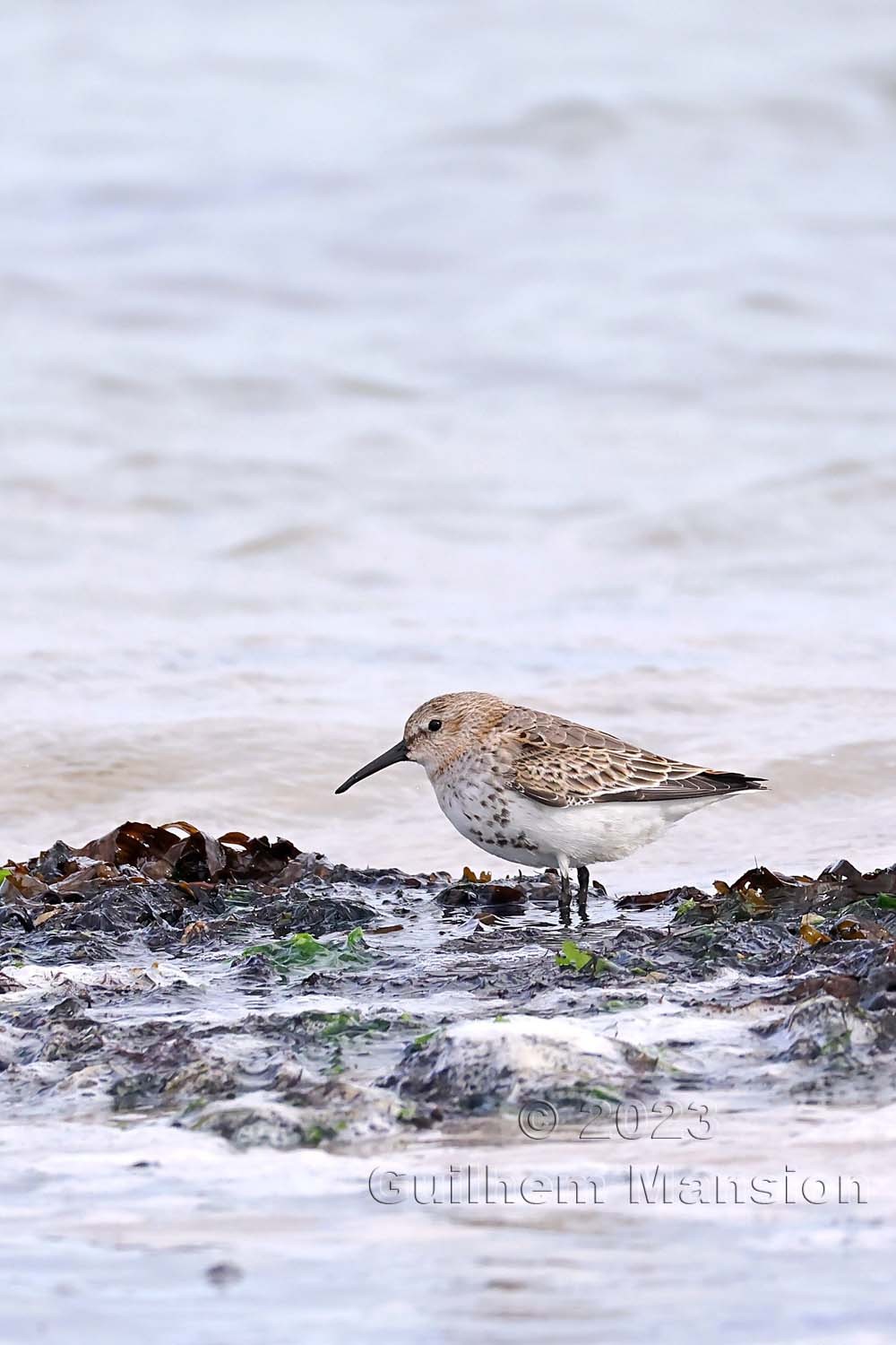 Calidris alpina