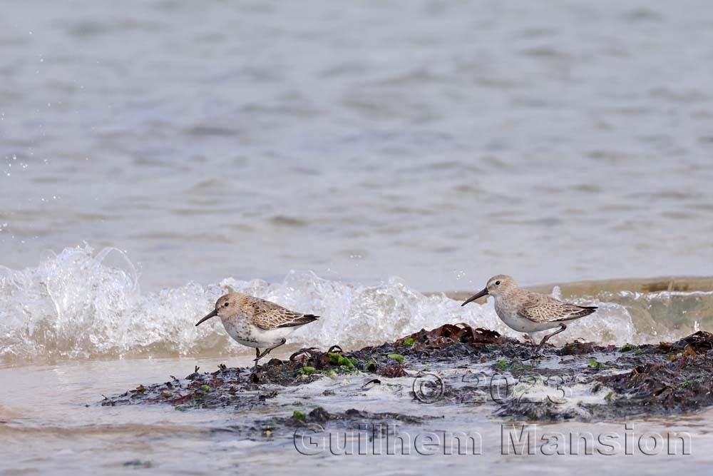 Calidris alpina