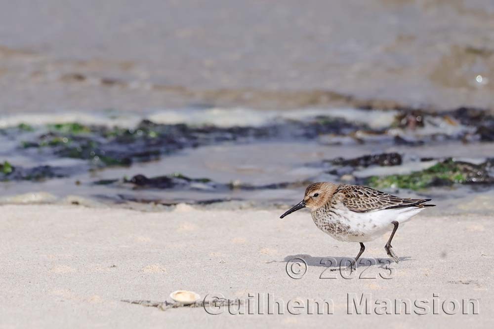 Calidris alpina - Bécasseau variable