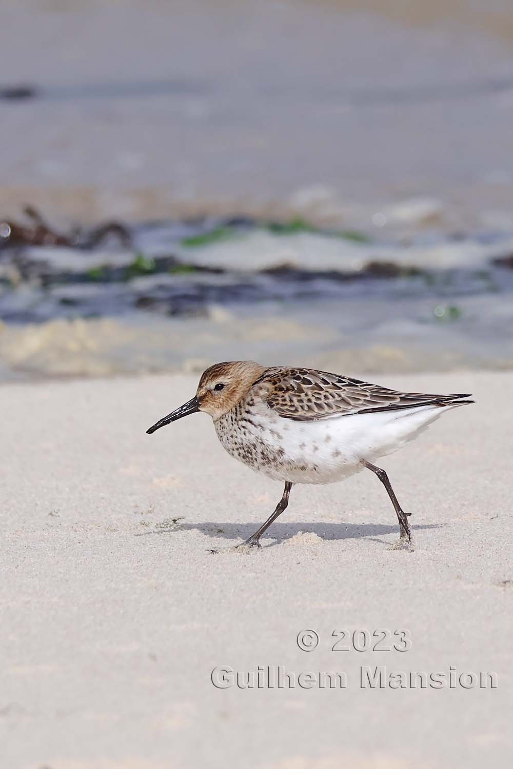 Calidris alpina