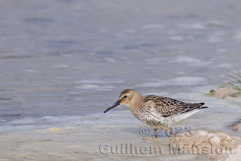 Calidris alpina