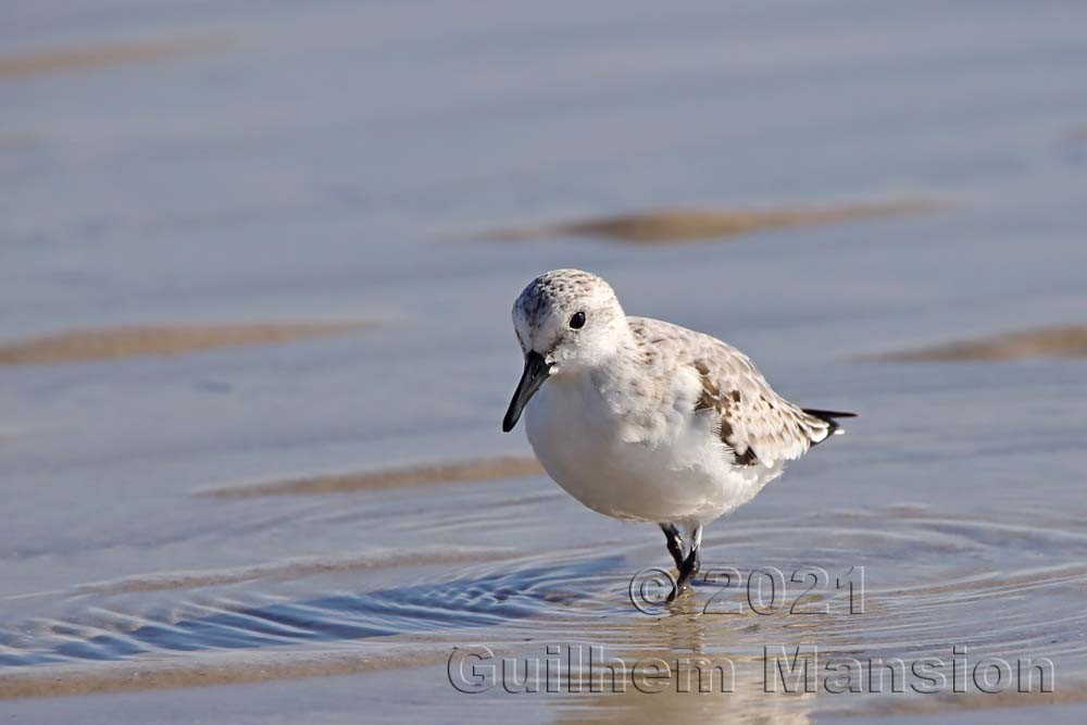 Calidris alba - Bécasseau sanderling