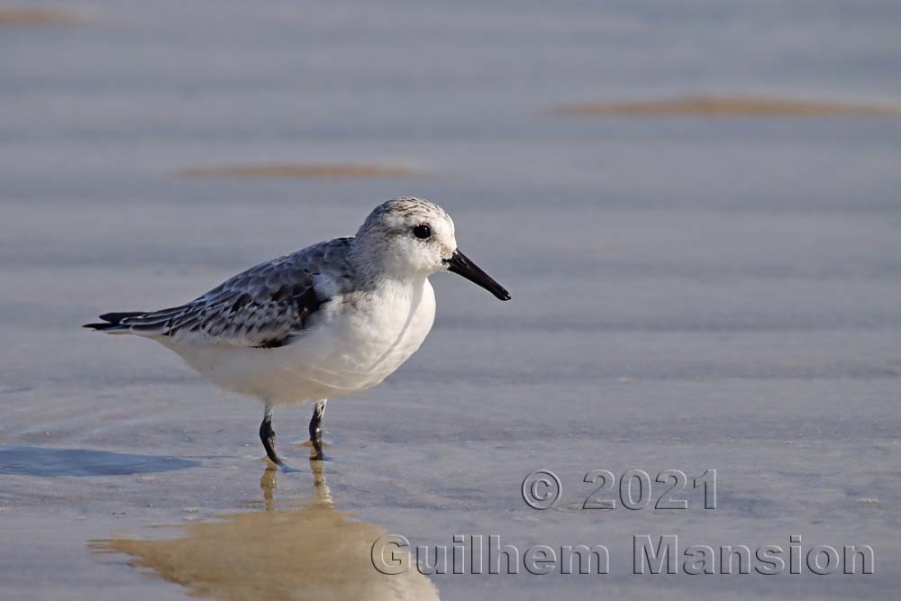 Calidris alba - Bécasseau sanderling