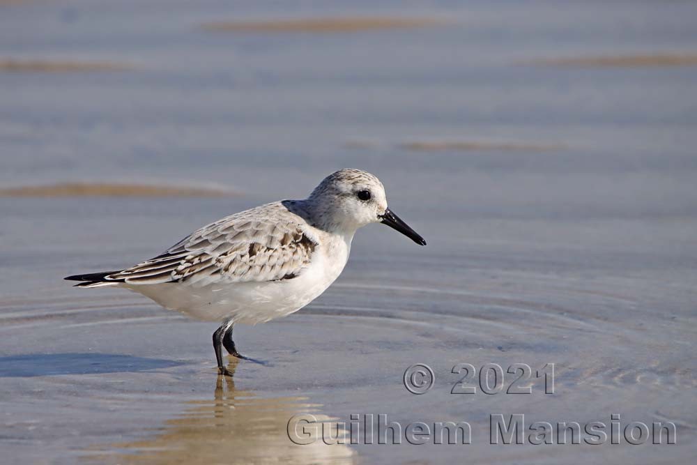 Calidris alba - Bécasseau sanderling