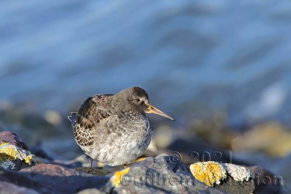 Calidris maritima - Bécasseau violet