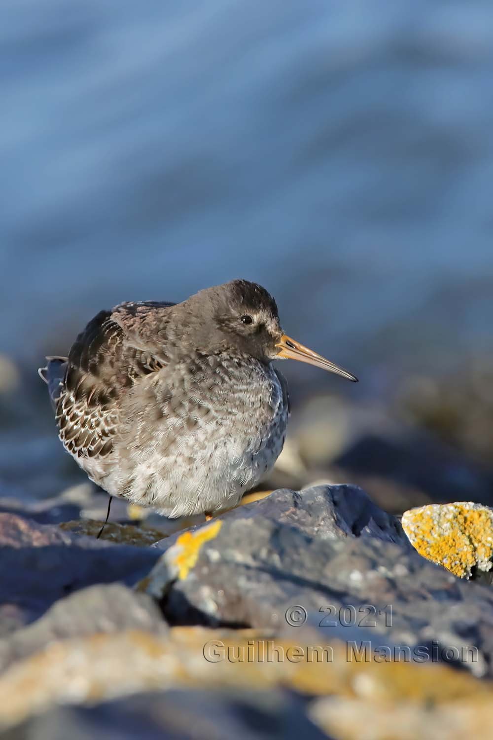 Calidris maritima - Bécasseau violet