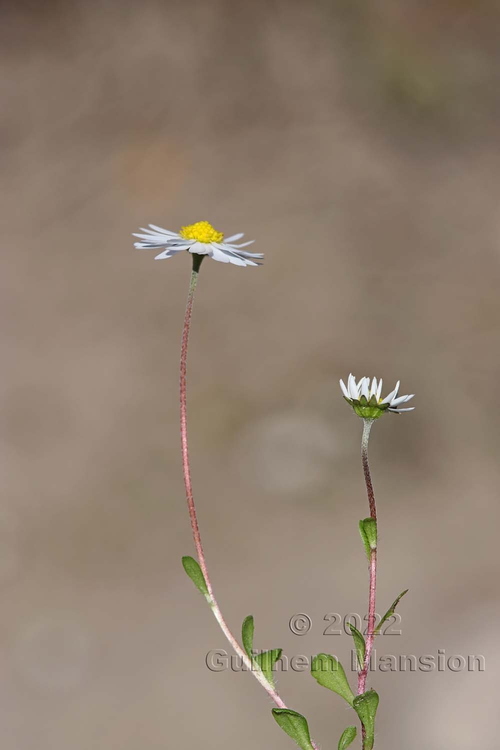 Bellis annua