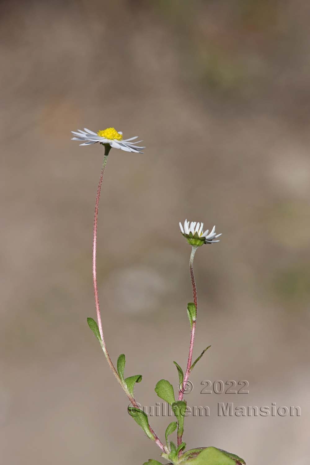 Bellis annua