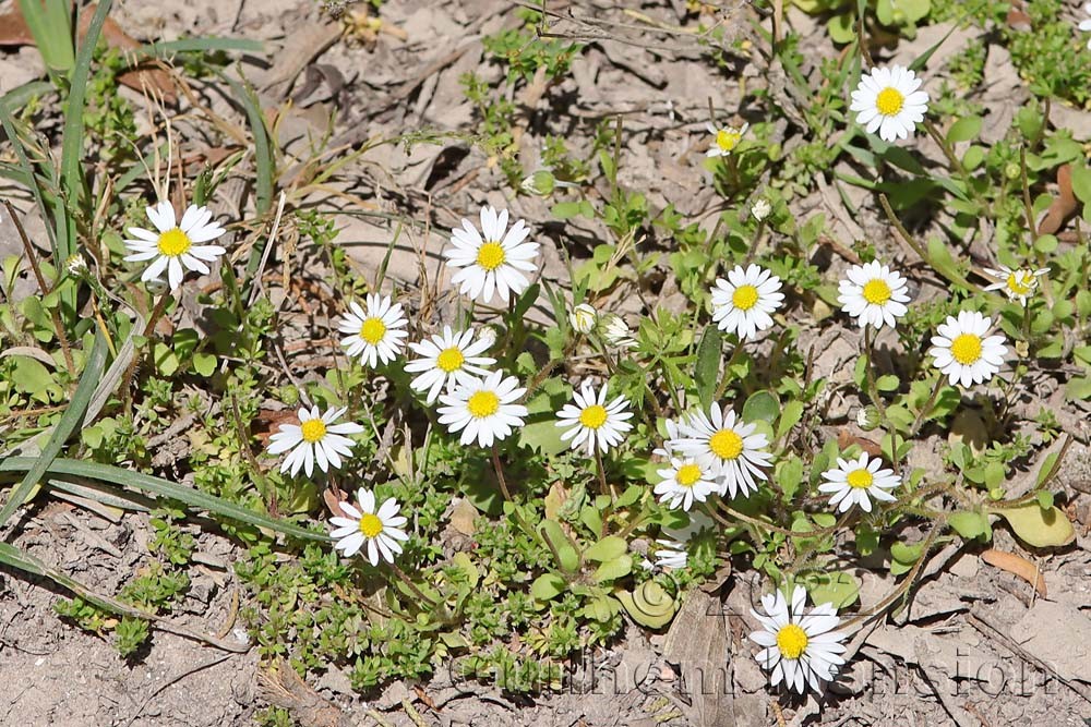 Bellis annua