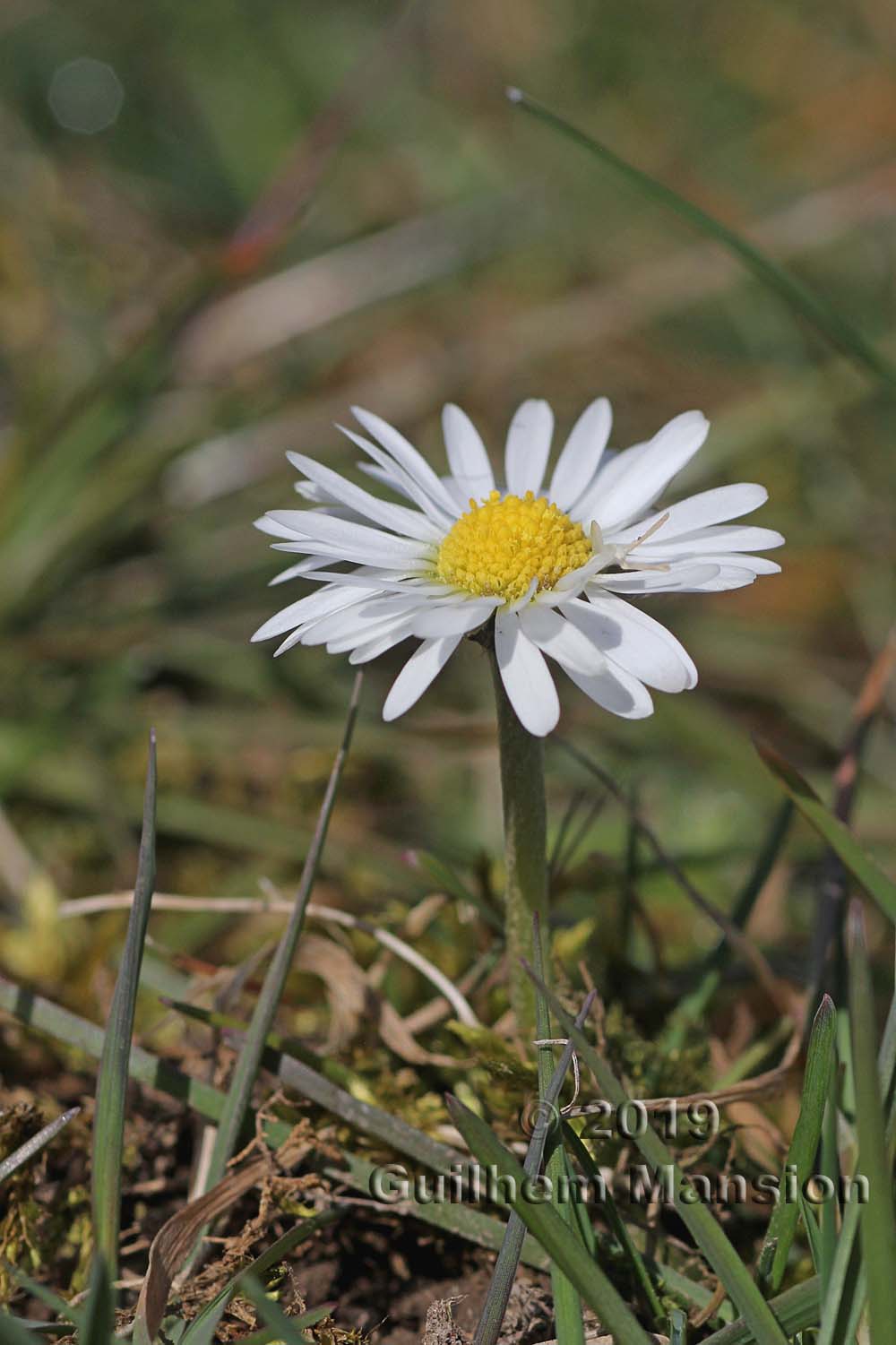 Bellis perennis