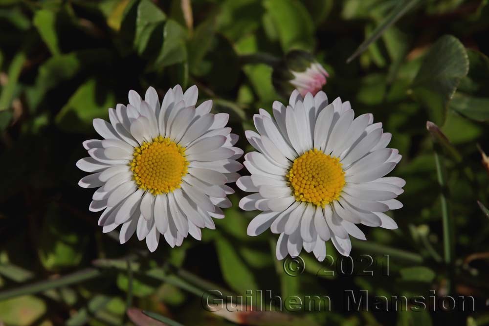 Bellis perennis