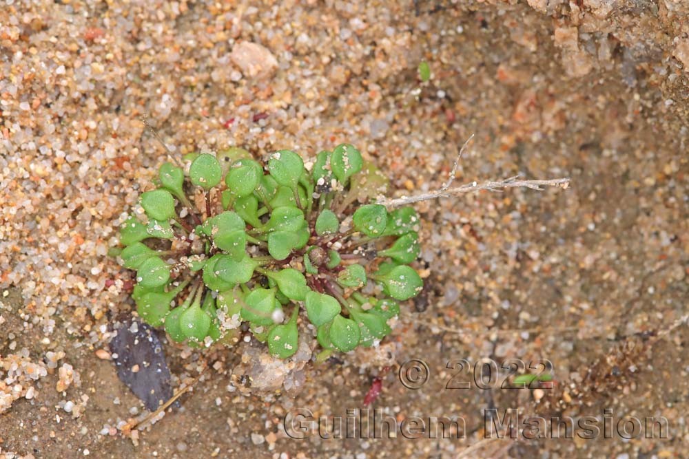 Bellium bellidioides