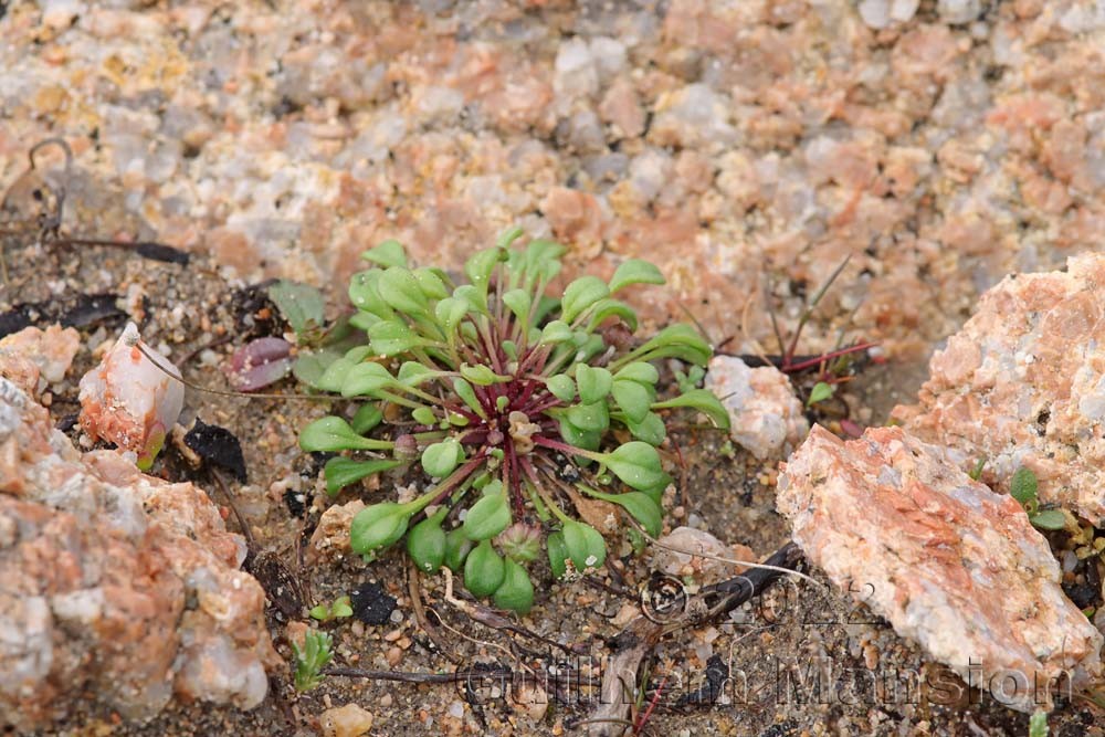 Bellium bellidioides