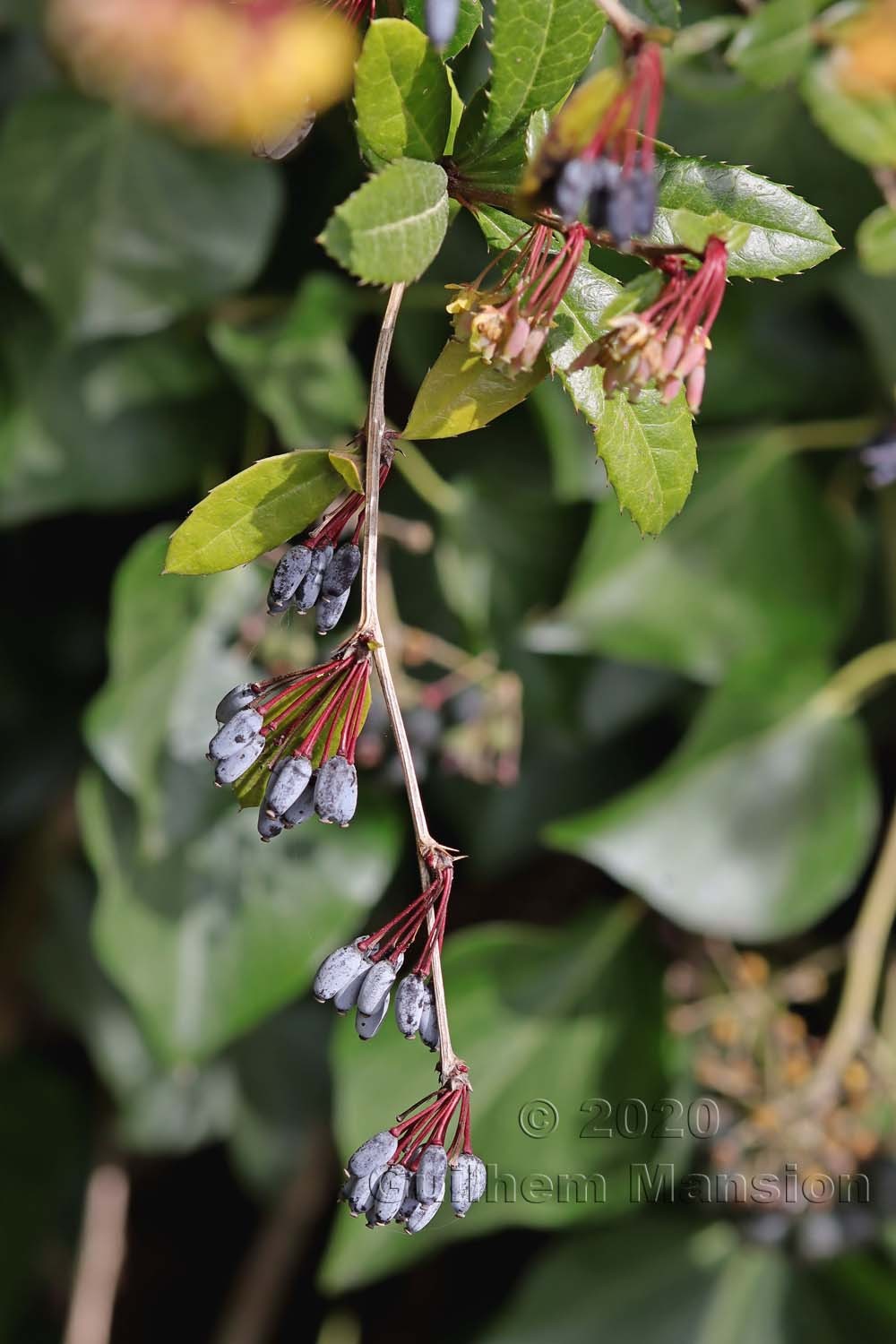 Berberis julianae