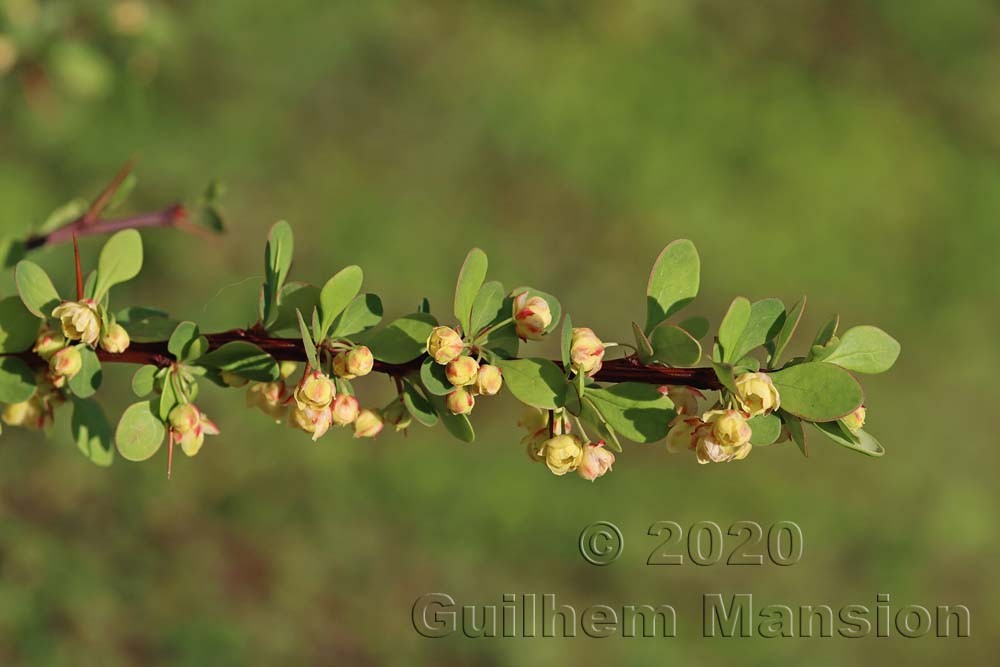 Berberis thunbergii