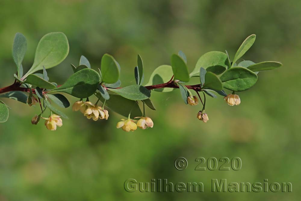 Berberis thunbergii