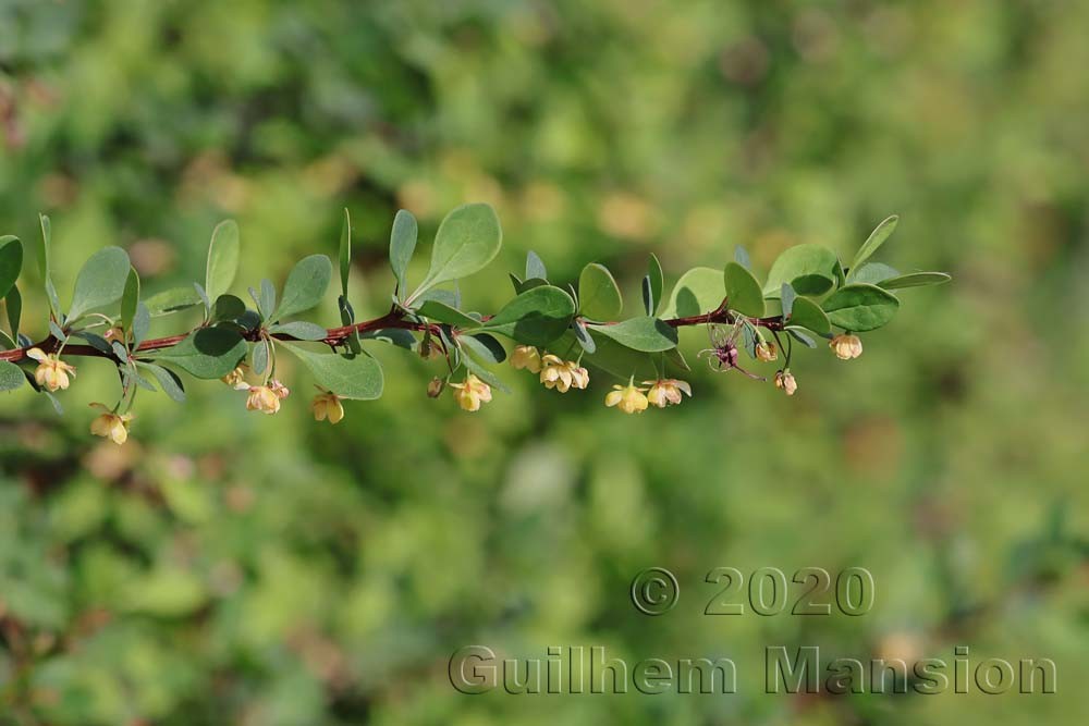 Berberis thunbergii