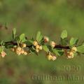 Family - Berberidaceae