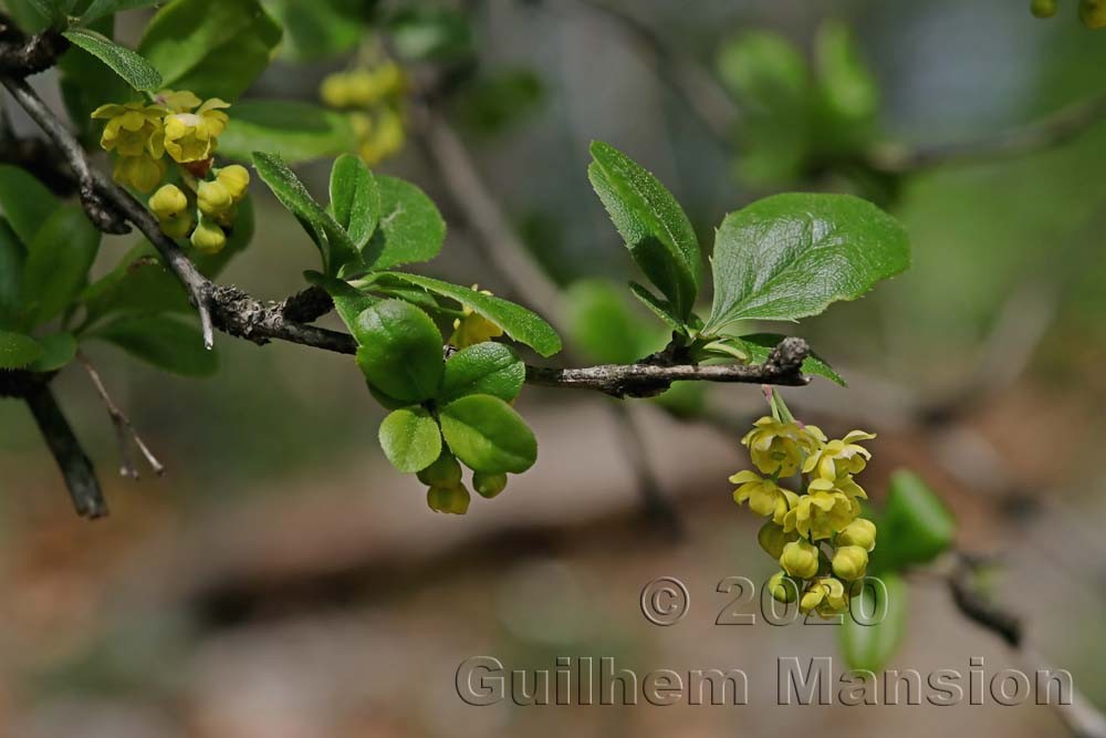 Berberis vulgaris