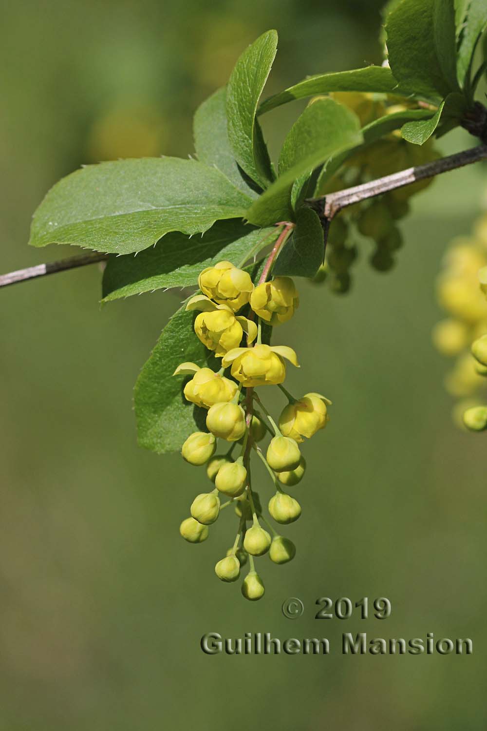 Berberis vulgaris