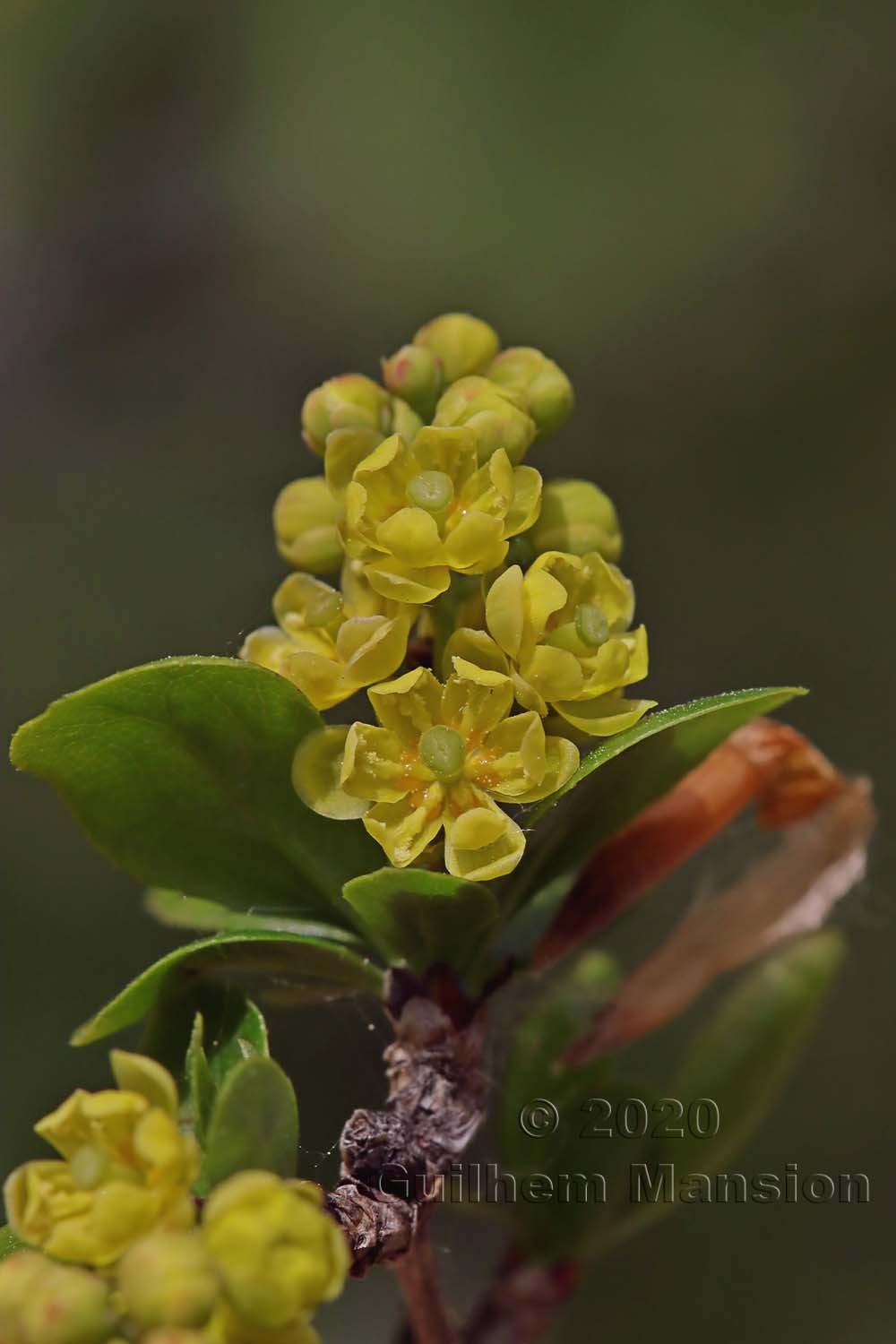 Berberis vulgaris