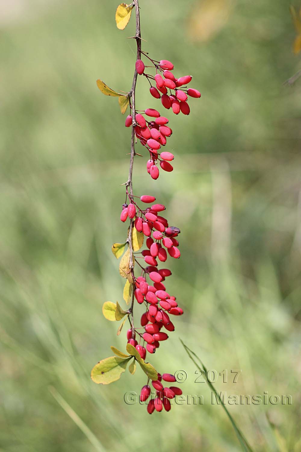 Berberis vulgaris