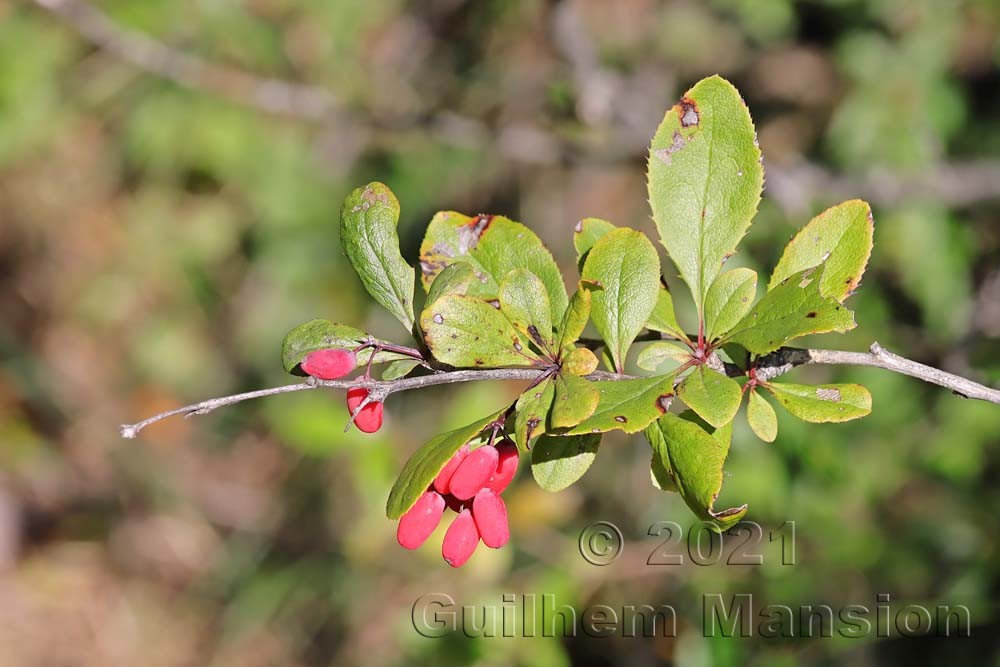 Berberis vulgaris